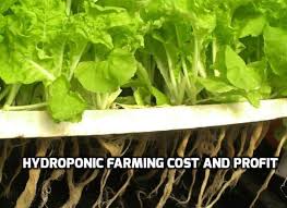 Hydroponic Farming Cost And Profit Analysis Agri Farming