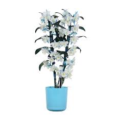 Fiori bianchi a forma di stella, ed è perfetta da coltivare sul balcone. Orchidea Bambu Orchidea In Vaso Blu Come Set Altezza 50 Cm 2 Germogli Fiori Bianchi Blu Caratteristica In Vaso Blu Tipo Fiori Bianchi Blu