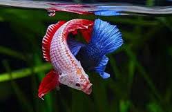 Dunia Cara Ternak Hewan Peluang Usaha Sampingan Usaha Ternak Ikan Laga Menguntungkan Ikan Cupang Betta Ikan