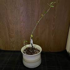 Image result for Commiphora kua