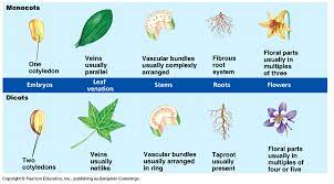 Monocots And Dicots Horticulture Education Plant Science Teaching Biology