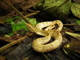 Image result for Bothrops punctatus