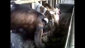 Maybe you would like to learn more about one of these? Kambing Makan Daun Jati Kering Youtube