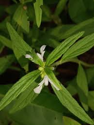 Image result for Leucas