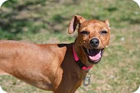 Maybe you would like to learn more about one of these? Hagerstown Md Italian Greyhound Miniature Pinscher Mix Meet Izabella Izzy A Dog For Adoption Http Www Adopta Italian Greyhound Greyhound Dog Adoption