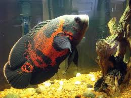 Specific Care Of An Astronotus Ocellatus Tiger Oscar Fish Oscar Fish Freshwater Aquarium Fish