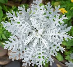 Image result for Cineraria deltoidea