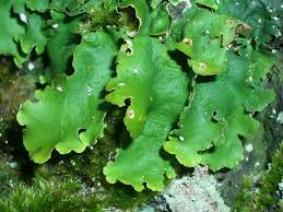 Image result for Polystachya bruechertiae