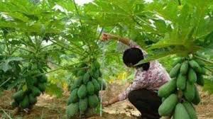 Disini kita akan membahas cara pembudidayaan di lahan yang. Ngiler Lihat Pohon Pendek Berbuah Lebat Begini Ikuti Cara Mudah Bercocok Tanamnya Tribun Kaltim