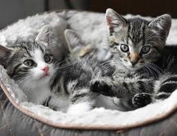 Topaklanan Kedi Kumu En Ucuz Blog Kampusu