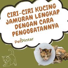 Use our logo creator to design a great logo for your company. Ciri Ciri Kucing Jamuran Lengkap Dengan Cara Pengobatannya Kucing Baik Hati Pengikut