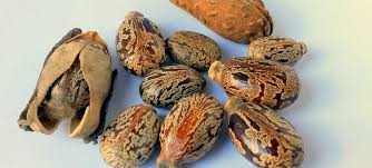 Comme vous, j'ai découvert l'huile de ricin et commencé à faire de nombreuses recherches à son sujet. Uleiul De Ricin Proprietati Utilizare Beneficii Mami Si Copilul