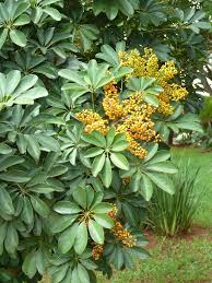 Dwarf umbrella plants (schefflera arboricola) are also known as dwarf umbrella trees, parasol plants, octopus trees and schefflera. Schefflera Arboricola Wikipedia