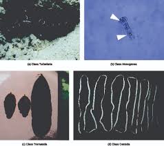 Phylum Platyhelminthes Biology For Majors Ii