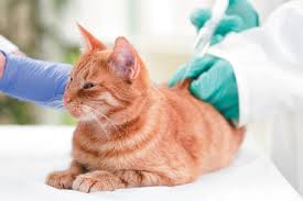 Vaccinations are important for protecting cats from preventable however, before vaccinating your cat at home, you need to learn how to do so safely and effectively. How Often Do Cats Need Shots And Other Preventative Treatments Catster