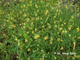 Image result for Alysicarpus