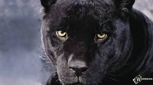 Today, he and his family own and operate cavas de don max. Free Download 36 Hd Imagem Black Panther Focinho Pantera Negra 1600x900 For Your Desktop Mobile Tablet Explore 72 Black Leopard Wallpaper Black Jaguar Wallpaper Black Panther Marvel Hd Wallpaper