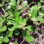 Image result for Premna serratifolia