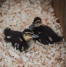 Treat foods for wild birds. 12 Things You Need To Know About Caring For Ducklings The Rustic Elk