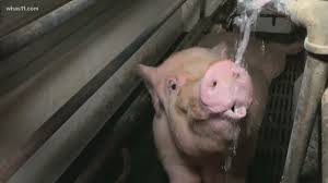 PETA publishes video of alleged animal cruelty at Louisville slaughterhouse