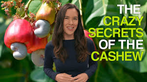 We did not find results for: The Crazy Secrets Of The Cashew Why Cashews Are Never Sold In Their Shells Youtube