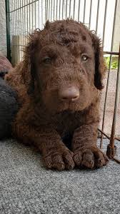 This dog shines in speed, agility, perseverance, and intelligence which are all the reasons it competes in dog sports like flyball. Tyneside Curlies Preservation Breeders Of Purposefully Bred Purebred Curly Coated Retrievers
