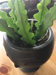 They just head out into space and eventually find the ground? What S Coming Out Of My Rig Race Plant Aerial Roots Plantclinic