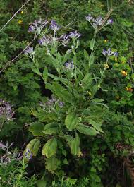 Image result for Senecio purpureus
