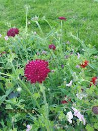 Image result for Scabiosa drakensbergensis