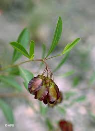 Image result for Landolphia lanceolata