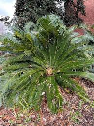 Image result for Cycas
