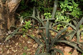 Image result for Sansevieria hallii