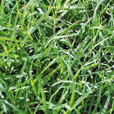 Image result for Cynodon