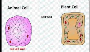 We did not find results for: What Is Cell Wall Explain Briefly Why It Is Present In Only Plant Cells If U Will Give Good Brainly In