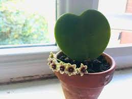 Pin On Plantas En Maceta