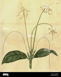 Image result for Oxyanthus pyriformis