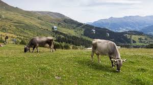 Belgien ), короле́вствобе́льгия ( нидерл. Belgien Archives Mrsberry Kreativ Studio