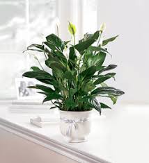 Maybe you would like to learn more about one of these? Flowers By Jerry The Ftd Comfort Planter Rochester Mn 55906 Ftd Florist Flower And Gift Delivery