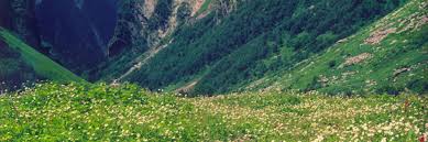 Serenity and tranquility is the very essence of yumthang valley. Incredible India Valley Of Flowers