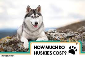 Adorable & healthy puppies for sale at very affordable prices. How Much Do Siberian Huskies Cost In 20 States Usa Guide My Happy Husky