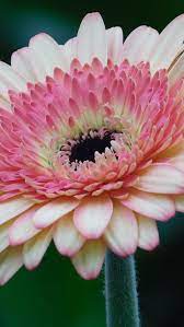 Pink Gerbera Daisy Flower Wallpaper Iphone Android Desktop Backgrounds Hd Flower Wallpaper Daisy Wallpaper Daisy Flower Photos