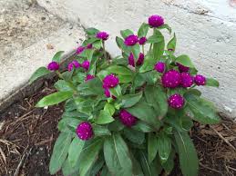 Image result for Gomphrena globosa