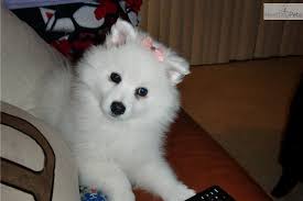 Black American Eskimo Dog For Sale American Eskimo Dog For Sale American Eskimo Dog American Eskimo Dog Puppy Puppies And Kitties