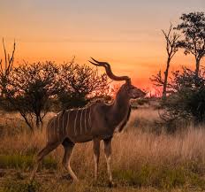 Image result for Aneulophus africanus