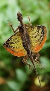 Over the course of thousands of years, these mini flying creatures have develoed the ability to glide up to 26 feet using their winglike extensions. Draco Flying Lizard Faunafondness A Diary So Wild 2021