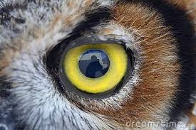 Looking into somebody's eyes will often tell you much about them, and you may even find it to be mesmerizing. Owl Eye Stock Photography Image 5618602 Animal Close Up Owl Eyes Eye Close Up