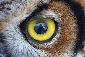Maybe you would like to learn more about one of these? Owl Eye Stock Photography Image 5618602 Animal Close Up Owl Eyes Eye Close Up