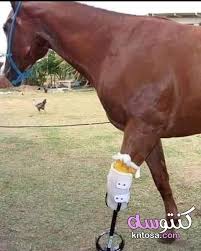 حكم واقوال جميلة في الحياة والحب بالصور عبارات عن سرعة مرور الايام اقوال عن مرور العمر horses animals