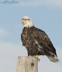 Which birds are considered birds of prey? Bald Eagles Age Progression From One To Five Years Old On The Wing Photography