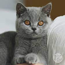 pin by elif eren on british cats british shorthair cats kittens british shorthair cats cute animals